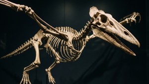 Fossil Remains