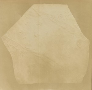 [Fossilized bird tracks]