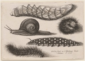 Four Caterpillars and a Snail