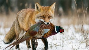 Fox Hunting Prey