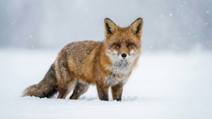 Fox in Snow