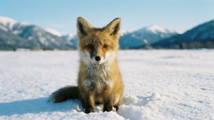 Fox in Snowy Mountains