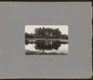 [Frank Bolles' Pines]