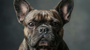 French Bulldog Close-Up