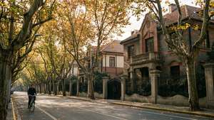 French Concession Autumn