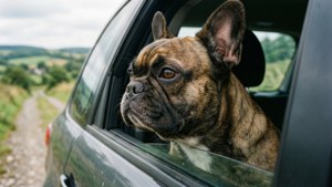 Frenchie in Car Window