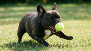 Frenchie Playing with Ball