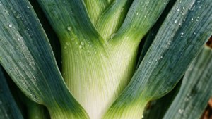 Fresh Leek Macro