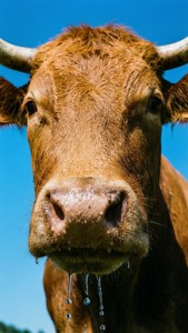 Fresh Ox Snout