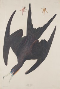 Frigate Pelican