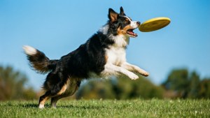 Frisbee Catch