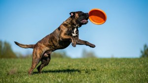 Frisbee Catch