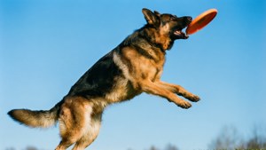 Frisbee Catch Jump