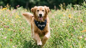 Friyay Dog