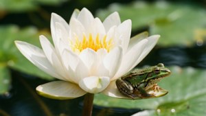 Frog on Lily
