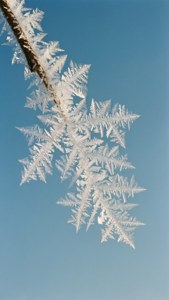 Frost Feathers
