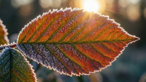 Frost on Veins