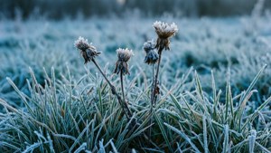 Frosted Grass Winter