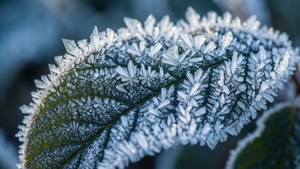 Frosted Leaf Crystals