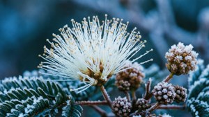 Frosted Mimosa Winter
