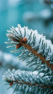 Frosted Pine Branch