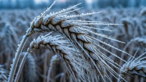 Frosted Wheat Ears