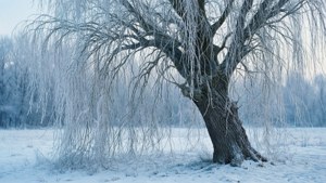 Frosted Willow Winter