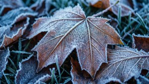 Frosty Autumn Leaves