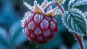 Frosty Berry