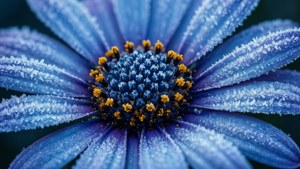 Frosty Blue Morning