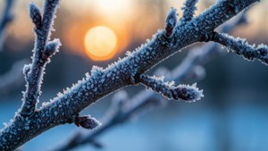Frosty Branches at Dawn