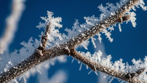 Frosty Branches at Dawn