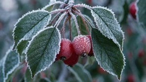 Frosty Brush Cherry
