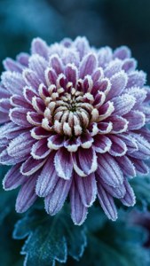 Frosty Chrysanthemum Morning