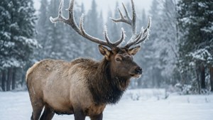 Frosty Elk in Clearing