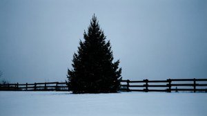 Frosty Fence Silhouette