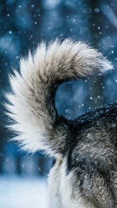 Frosty Husky Tail