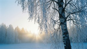Frosty Morning Birch