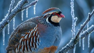 Frosty Morning