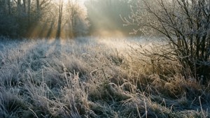 Frosty Morning Meadow