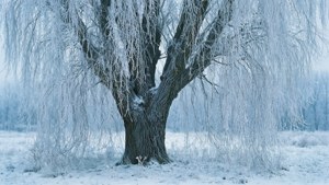 Frosty Willow Winter
