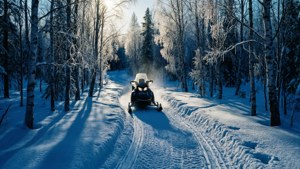 Frozen Birch Trail