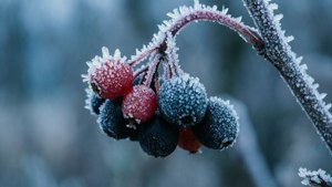 Frozen Elderberries Frost