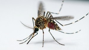 Frozen Flight Mosquito