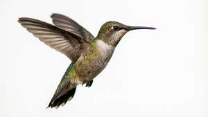 Frozen Motion Hummingbird on White