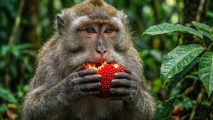 Fruit Feast Macaque