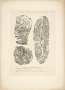 [Fungi polyps]