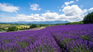 Furano Lavender Fields