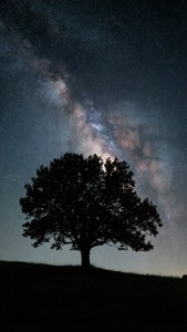 Galactic Tree Silhouette