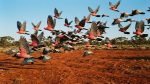 Galahs Over the Plain